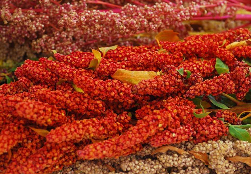 Quinoa image 2